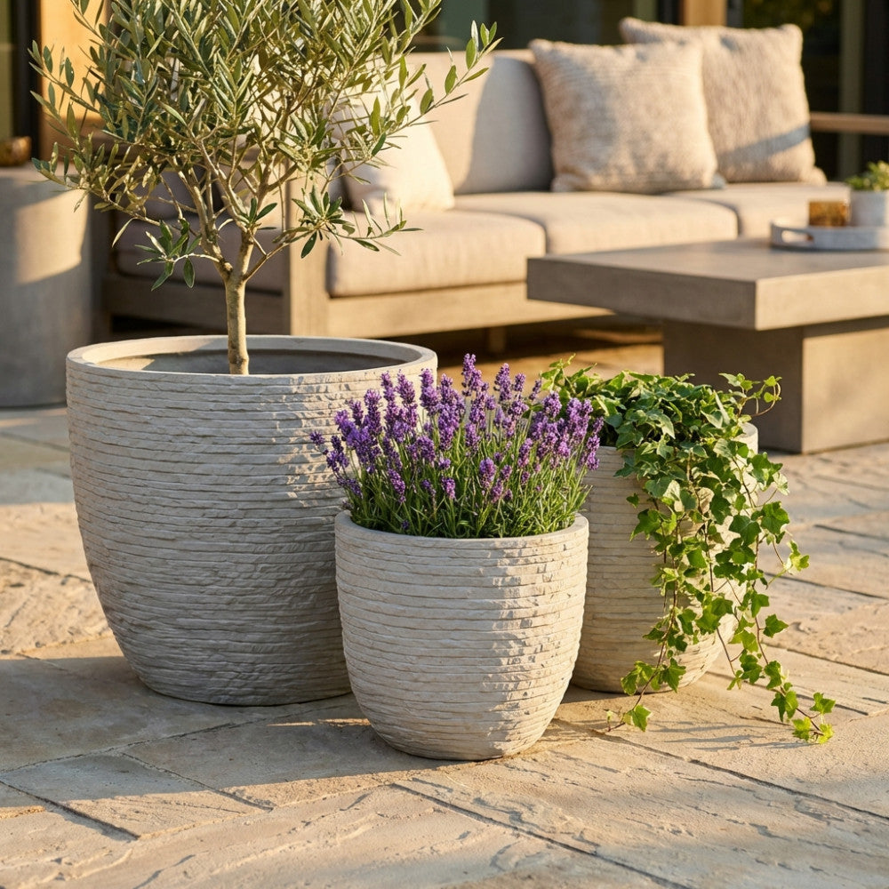 Due vasi Ciclamino in fibra di argilla grigia posizionati su un patio in pietra, arricchiti da un piccolo ulivo e piante di lavanda sotto la calda luce solare.