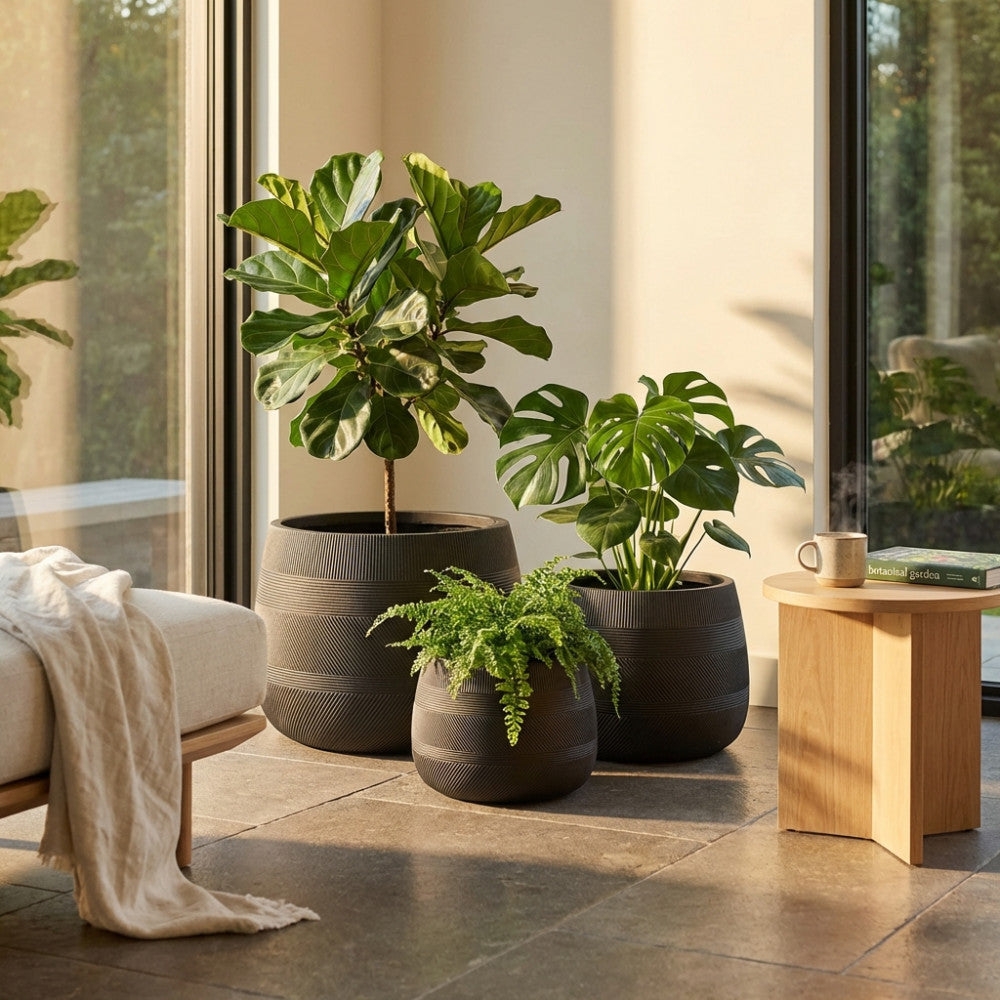 Trittico di vasi scultorei grigio scuro posizionati in un luminoso soggiorno interno, ospitanti un Ficus Lyrata, una felce e una Monstera vicino a una vetrata.