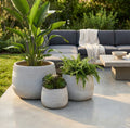 Set di tre vasi Cosma Tulipano color taupe con piante