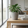 Vaso Camelia in fibra sintetica antracite con pianta verde su tavolo in legno.