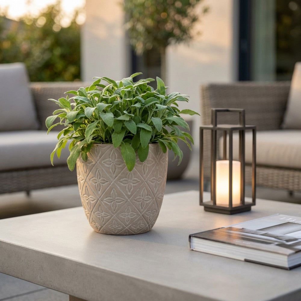 Vaso Medio Pansè marrone con pianta verde decorativa, ambientato su un tavolo da esterno con arredi lounge.