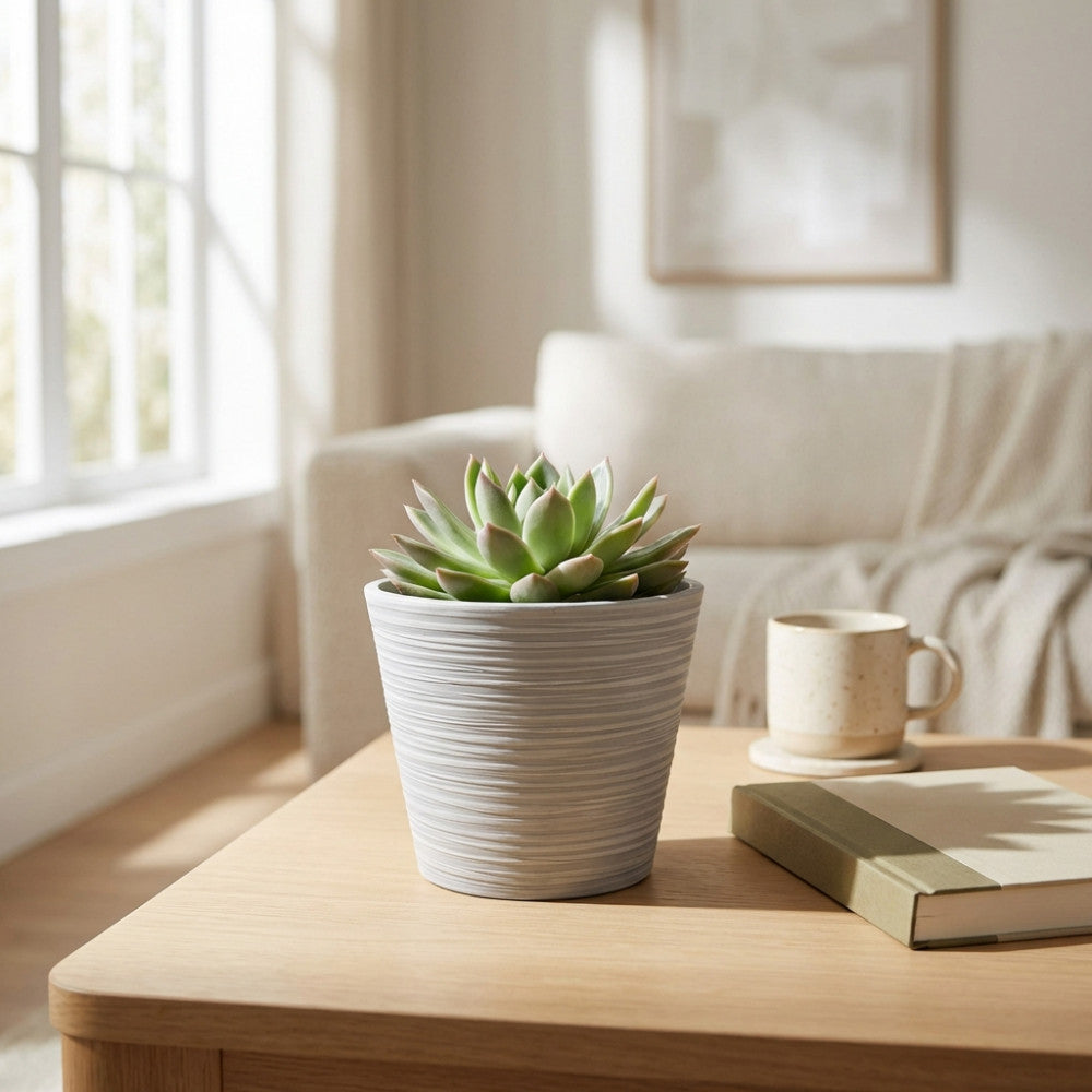 Vaso piccolo Camelia in fibra sintetica antracite con pianta succulenta, posizionato su un tavolino in legno chiaro in un luminoso soggiorno.
